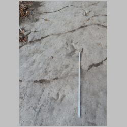 DSCN1001cr-babies at right.jpg